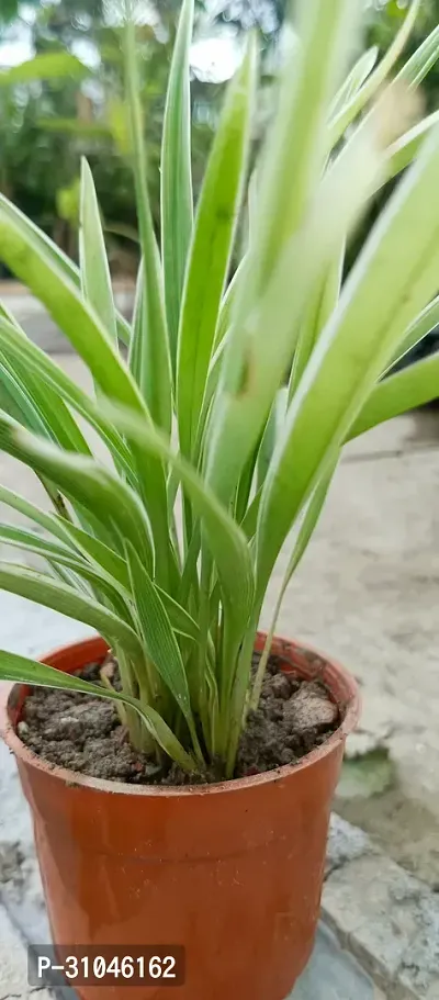 Spider Plant - Perfect Indoor Plant for Fresh Air-thumb2