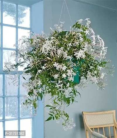 Potted Jasmine Plant - Perfect for Any Room-thumb0