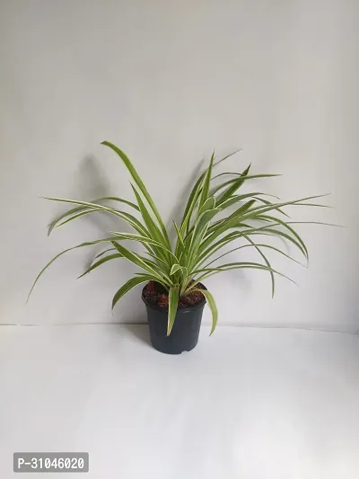 Spider Plant - Perfect Indoor Plant for Fresh Air-thumb3