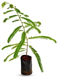 Grafted Amla Shrub - Premium Quality-thumb1