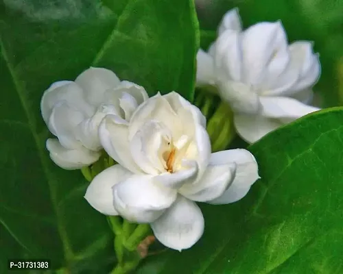 Indoor Jasmine Plant - Enhances Home Ambiance-thumb0