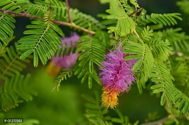 Beautiful Shami Plant in Quality Pot-thumb0