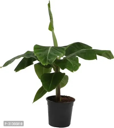 Organic Fruit-Bearing Banana Tree - Live Plant-thumb0