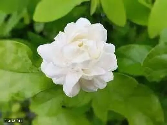 Healthy Jasmine Plant - Lush Green Foliage and White Flowers-thumb0