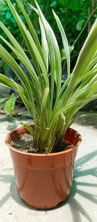 Spider Plant - Perfect Indoor Plant for Fresh Air-thumb2