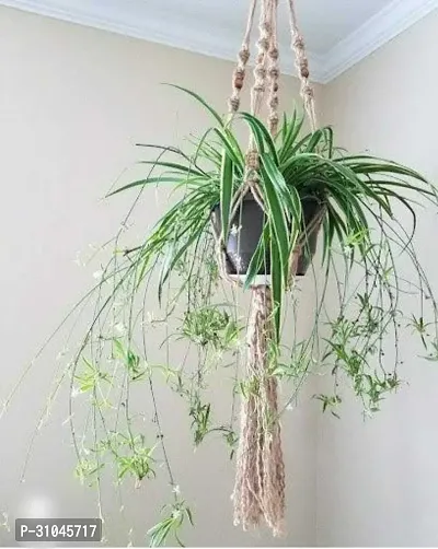 Spider Plant - Perfect Indoor Plant for Fresh Air-thumb0