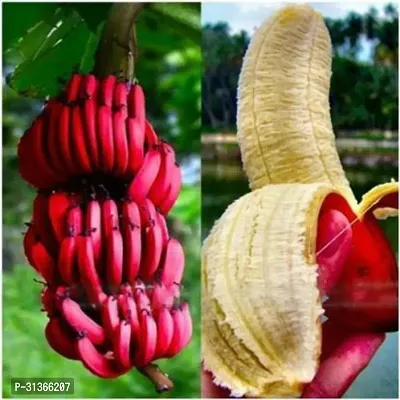 Organic Dwarf Banana Plant - Ready to Grow Live Plant-thumb0