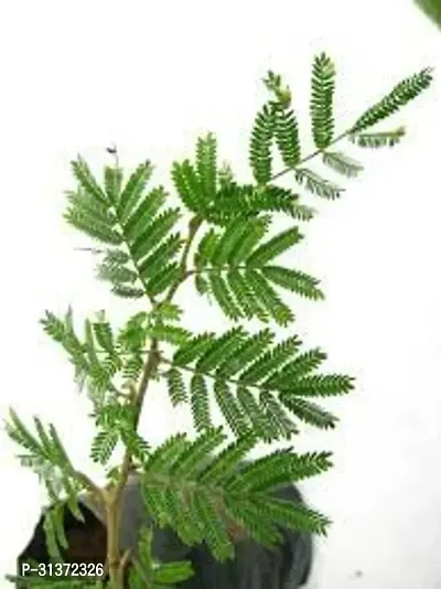 Graceful Shami Plant for Your Garden-thumb0