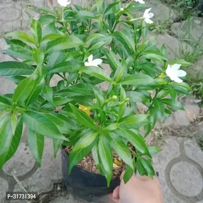 Healthy Jasmine Plant - Perfect for Any Room-thumb0