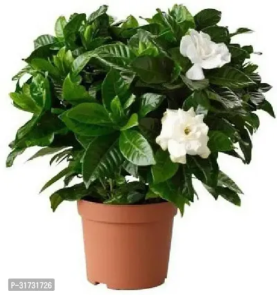 Jasmine Plant for Home - Beautiful Blooms and Fragrant Aroma-thumb0