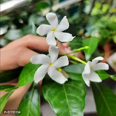 Fragrant Jasmine Plant - Adds Elegance and Freshness-thumb0