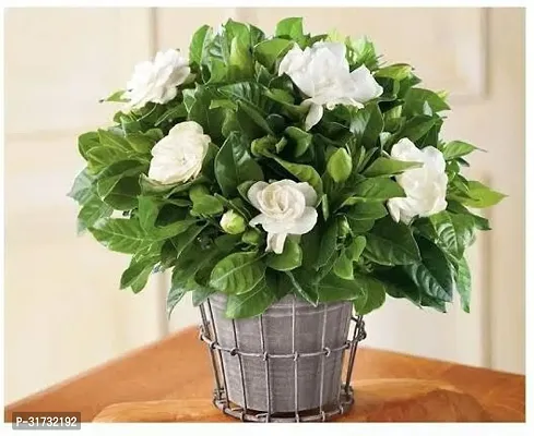 Jasmine Plant for Indoor Decor - Beautiful and Aromatic-thumb0