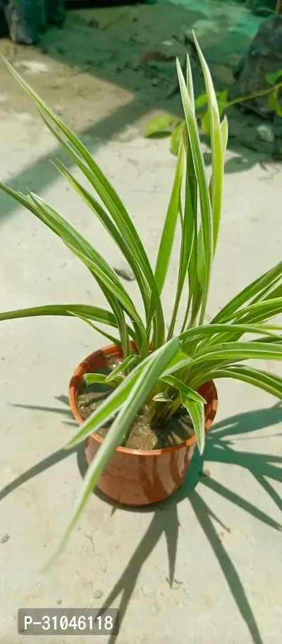 Spider Plant with Pot - Low Maintenance Indoor Greenery-thumb3