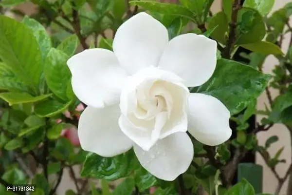 Fragrant Jasmine Plant for Home Gardens-thumb0