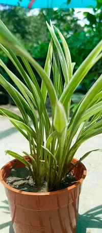 Pet-Friendly Spider Plant - Indoor Greenery-thumb2