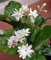 Fragrant Jasmine Plant - Perfect for Bedrooms and Living Areas-thumb1