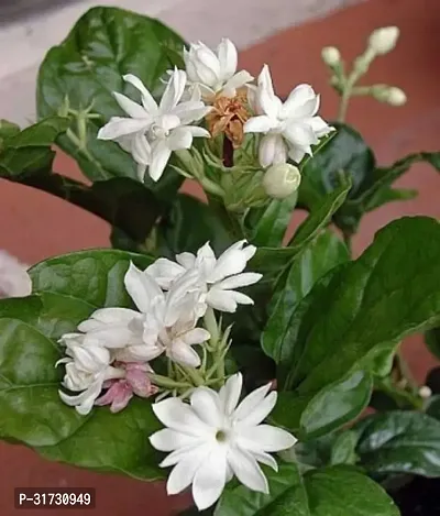 Fragrant Jasmine Plant - Perfect for Bedrooms and Living Areas-thumb2