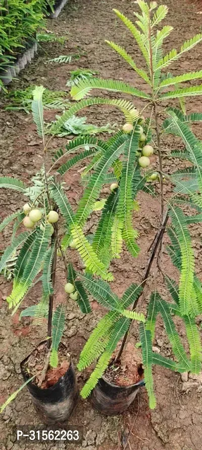 Hardy Indian Gooseberry Plant - Amla Edition-thumb0