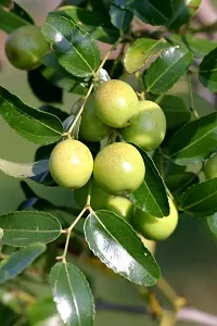 Ber Apple Tree - Year-Round Fruit-thumb1