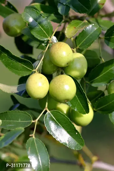 Ber Apple Tree - Year-Round Fruit-thumb2