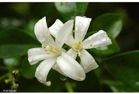 Potted Jasmine Plant - Easy Care Indoor/Outdoor Plant-thumb0