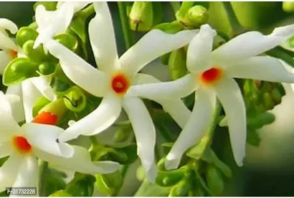 Live Jasmine Plant - Beautiful and Aromatic-thumb0