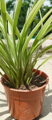 Healthy Spider Plant - Beautiful Indoor Decor-thumb1