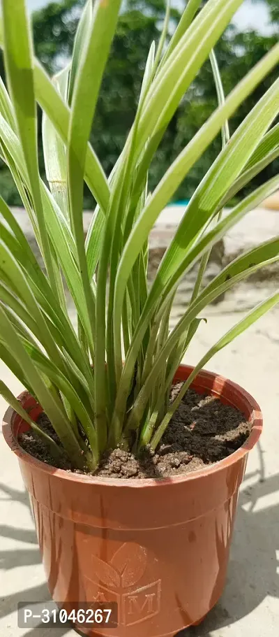 Healthy Spider Plant - Beautiful Indoor Decor-thumb2