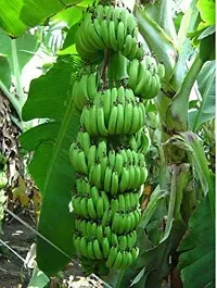 Fresh Live Banana Plant - Ready to Grow-thumb1