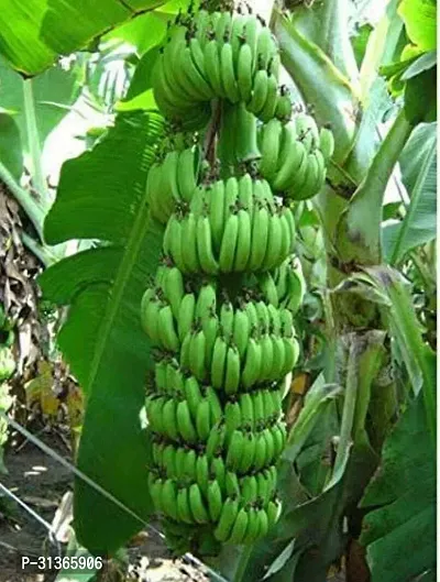 Fresh Live Banana Plant - Ready to Grow-thumb2