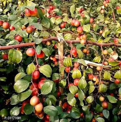 Ber Apple Tree - Home Gardening Favorite