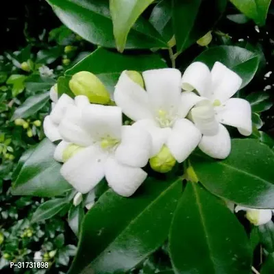 Premium Jasmine Plant - Long-Lasting Fragrance-thumb0