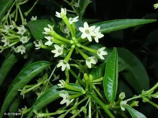 Live Jasmine Plant - Adds Freshness and Elegance-thumb0