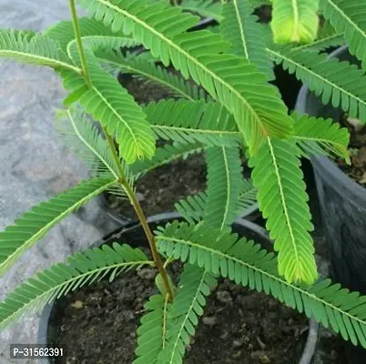 Potted Amla Plant - Perfect for Patios-thumb0