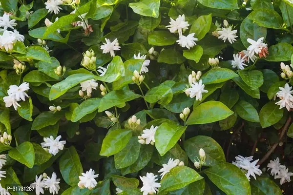 Jasmine Plant with Long-Lasting Blooms-thumb0