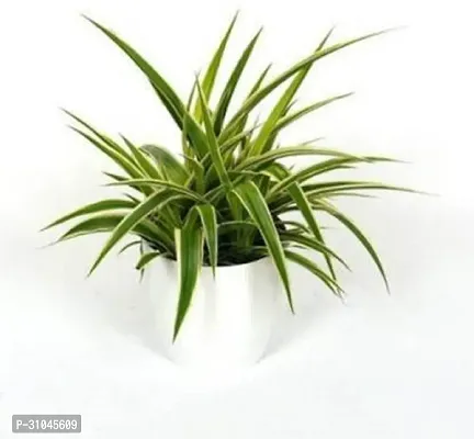 Spider Plant - Easy to Grow Indoor Plant-thumb0