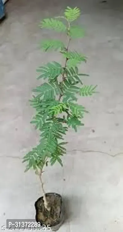 Shami Plant for a Peaceful Environment-thumb2