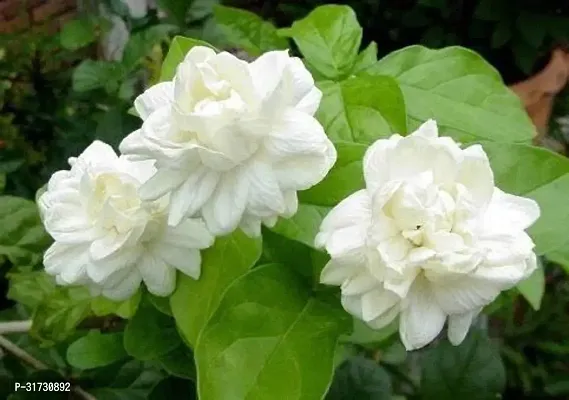 Live Jasmine Plant - Beautiful and Fragrant Blooms-thumb0