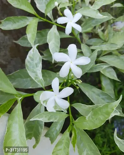 Fragrant Jasmine Plant - Perfect for Relaxation-thumb0