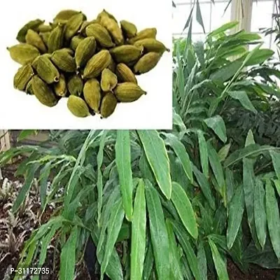 Organic Elaichi Plant - Fresh and Aromatic-thumb0