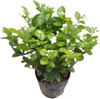 Fragrant Jasmine Plant for Patios-thumb1