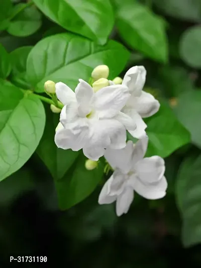 Fragrant Jasmine Plant - Adds Elegance and Freshness-thumb0