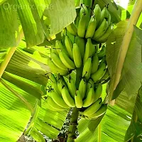 Live Edible Banana Plant - High Yield Tropical Tree-thumb1