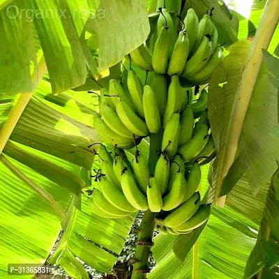 Live Edible Banana Plant - High Yield Tropical Tree-thumb2