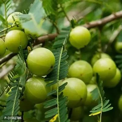 Hardy Amla Plant - Low Maintenance-thumb0