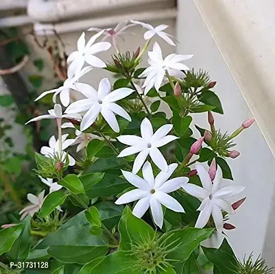 Fragrant Jasmine Plant - Adds Elegance to Your Home-thumb0