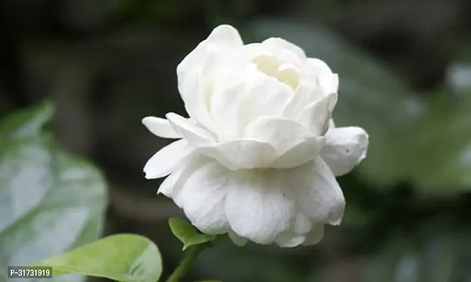 Jasmine Plant with White Blooms - Aromatic and Elegant