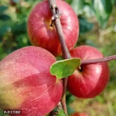 Ber Apple Plant - High Nutritional Value-thumb0