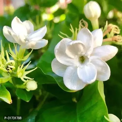 Potted Jasmine Plant - Ideal for Patios and Gardens-thumb0