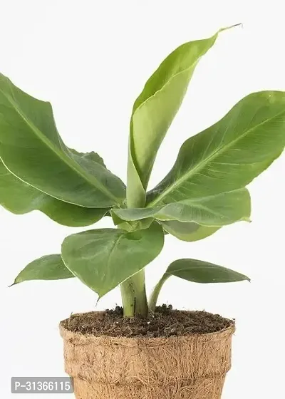 Dwarf Musa Banana Plant - Great for Beginners-thumb0